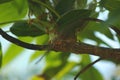 Weaver ants nest on the tree, unique nest building of weaver ants Royalty Free Stock Photo
