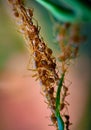 Weaver Ants - Oecophylla smaragdina, forming a living chain close-up