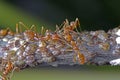 Weaver ants and scale insects