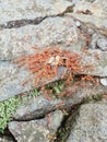 Weaver ants are swarming the food on the rock Royalty Free Stock Photo
