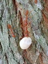 Weaver ants work together to find food