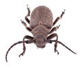 Weaver beetle