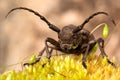 Weaver beetle with big antennas Royalty Free Stock Photo