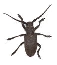 Weaver beetle (Lamia textor)