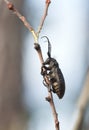 Weaver beetle, Lamia textor feeding on salix twig