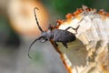 Weaver beetle (lamia textor). Found in a willow bush in south Poland