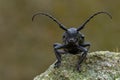 a Weaver beetle - Lamia textor