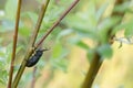 Weaver beetle, Lamia textor