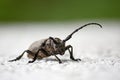 Weaver Beetle