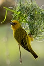 Weaver Bird