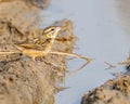 A weaver bird drinking water Royalty Free Stock Photo