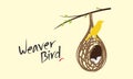 Weaver Bird (Weaver Finches) Sitting Over Her Nest. Inside Lie Three White Eggs. Editable Illustration. Royalty Free Stock Photo