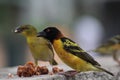 Weaver bird have a breakfast