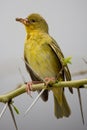 Weaver Bird with Insects in it's Beak Royalty Free Stock Photo