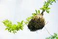 Weaver bird nest at a branch of the tree Royalty Free Stock Photo