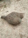 Weaver bird nest a complex and strange making structure Royalty Free Stock Photo