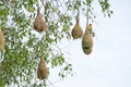 Weaver bird nest Royalty Free Stock Photo