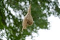 Weaver bird nest in Kruger National Park, South Africa