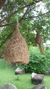 Weaver bird nest on the tree