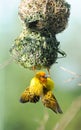 Yellow Weaver bird on nest