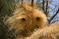 Weaver bird nests Royalty Free Stock Photo
