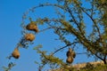 Weaver bird nests