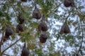 Weaver Bird nests in a tree in Limpopo Province