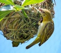 Weaver Bird Ploceidae on Nest Working Royalty Free Stock Photo