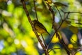 Weaver bird sitting on a twig