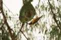 A weaver bird is upside down on a nest upon a tree. Most talented in terms of making living place among birds and animals