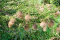 Weaver bird nests, weaverbird nests hanging on beautiful blooming bush on lake in Queen Elizabeth National Park, Uganda, Africa Royalty Free Stock Photo