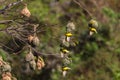Weaver Birds Mating Season Nests