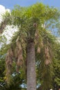 Weaver birds nests