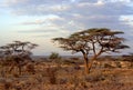 Weaver Nests in Acacia Tree 10403