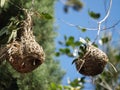 Weaver nests in tree