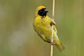 Weaver posing pirched on a stick