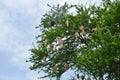 Weaver or rice bird nest on big tree in garden Royalty Free Stock Photo