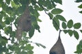 Weaver or rice bird nest on big tree in garden Royalty Free Stock Photo