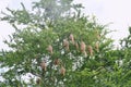 Weaver or rice bird nest on big tree in garden Royalty Free Stock Photo