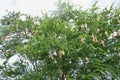 Weaver or rice bird nest on big tree in garden Royalty Free Stock Photo