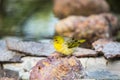 A weaver on a rock Royalty Free Stock Photo