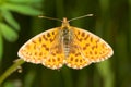 Weaver's Fritillary butterfly / Boloria d