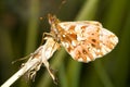 Weaver's Fritillary butterfly / Boloria d Royalty Free Stock Photo