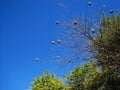 Weaver\'s nests on leafless branches on a tree against a blue sky. Royalty Free Stock Photo
