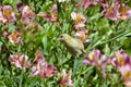 Weaver sitting on a Priceess Lily