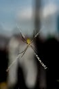 The weaver spider builders of spiral wheel-shaped webs