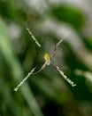 The weaver spider builders of spiral wheel-shaped webs. Royalty Free Stock Photo