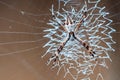 Weaver spider preparing its eggs in its web, macro photography