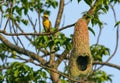 Weaver's bird