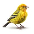 Weaverbird isolated on white created with Generative AI